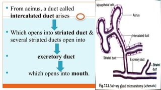 Salivary and Gastric Glands Secretions and functions.pptx