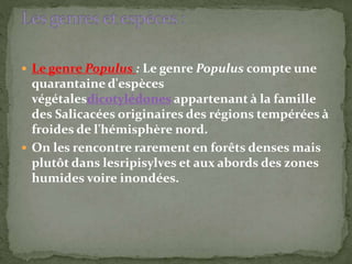  Le genre Populus : Le genre Populus compte une
quarantaine d'espèces
végétalesdicotylédones appartenant à la famille
des Salicacées originaires des régions tempérées à
froides de l'hémisphère nord.
 On les rencontre rarement en forêts denses mais
plutôt dans lesripisylves et aux abords des zones
humides voire inondées.
 