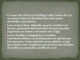  Ce sont des arbres à feuillage caduc hauts de 15 à
50 mètres dont le diamètre du tronc peut
atteindre 2,50 mètres.
 Leur écorce lisse, blanche ou gris verdâtre ou
brune, parsemée delenticelles devient parfois
rugueuse ou même crevassée avec l'âge.
 Leurs feuilles triangulaires à rondes
(rarement lobées) sont disposées en spirale sur
les rameaux. Leurs pétioles sont aplatis, ce qui
leur donne une souplesse qui permet aux feuilles
d'osciller au moindre souffle de vent.
 
