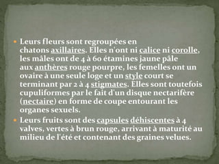  Leurs fleurs sont regroupées en
chatons axillaires. Elles n'ont ni calice ni corolle,
les mâles ont de 4 à 60 étamines jaune pâle
aux anthères rouge pourpre, les femelles ont un
ovaire à une seule loge et un style court se
terminant par 2 à 4 stigmates. Elles sont toutefois
cupuliformes par le fait d'un disque nectarifère
(nectaire) en forme de coupe entourant les
organes sexuels.
 Leurs fruits sont des capsules déhiscentes à 4
valves, vertes à brun rouge, arrivant à maturité au
milieu de l'été et contenant des graines velues.
 