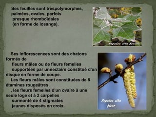 Ses feuilles sont trèspolymorphes,
palmées, ovales, parfois
presque rhomboïdales
(en forme de losange).
Ses inflorescences sont des chatons
formés de
fleurs mâles ou de fleurs femelles
supportées par unnectaire constitué d'un
disque en forme de coupe.
Les fleurs mâles sont constituées de 8
étamines rougeâtres
, les fleurs femelles d'un ovaire à une
seule loge et à 2 carpelles
surmonté de 4 stigmates
jaunes disposés en croix.
 