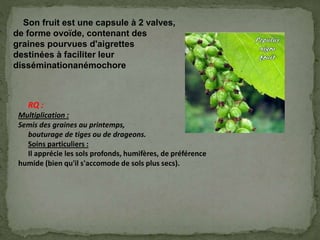 Son fruit est une capsule à 2 valves,
de forme ovoïde, contenant des
graines pourvues d'aigrettes
destinées à faciliter leur
disséminationanémochore
RQ :
Multiplication :
Semis des graines au printemps,
bouturage de tiges ou de drageons.
Soins particuliers :
Il apprécie les sols profonds, humifères, de préférence
humide (bien qu'il s'accomode de sols plus secs).
 