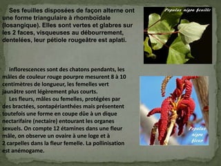 Ses feuilles disposées de façon alterne ont
une forme triangulaire à rhomboïdale
(losangique). Elles sont vertes et glabres sur
les 2 faces, visqueuses au débourrement,
dentelées, leur pétiole rougeâtre est aplati.
inflorescences sont des chatons pendants, les
mâles de couleur rouge pourpre mesurent 8 à 10
centimètres de longueur, les femelles vert
jaunâtre sont légèrement plus courts.
Les fleurs, mâles ou femelles, protégées par
des bractées, sontapérianthées mais présentent
toutefois une forme en coupe dûe à un dique
nectarifaire (nectaire) entourant les organes
sexuels. On compte 12 étamines dans une fleur
mâle, on observe un ovaire à une loge et à
2 carpelles dans la fleur femelle. La pollinisation
est anémogame.
 