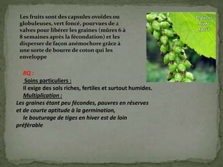 Les fruits sont des capsules ovoïdes ou
globuleuses, vert foncé, pourvues de 2
valves pour libérer les graines (mûres 6 à
8 semaines après la fécondation) et les
disperser de façon anémochore grâce à
une sorte de bourre de coton qui les
enveloppe
RQ :
Soins particuliers :
Il exige des sols riches, fertiles et surtout humides.
Multiplication :
Les graines étant peu fécondes, pauvres en réserves
et de courte aptitude à la germination,
le bouturage de tiges en hiver est de loin
préférable.
 