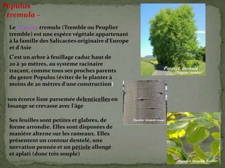 Populus
- tremula –
Le Populus tremula (Tremble ou Peuplier
tremble) est une espèce végétale appartenant
à la famille des Salicacées originaire d'Europe
et d'Asie
C'est un arbre à feuillage caduc haut de
20 à 30 mètres, au système racinaire
traçant, comme tous ses proches parents
du genre Populus (éviter de le planter à
moins de 20 mètres d'une construction)
son écorce lisse parsemée delenticelles en
losange se crevasse avec l'âge
Ses feuilles sont petites et glabres, de
forme arrondie. Elles sont disposées de
manière alterne sur les rameaux. Elles
présentent un contour dentelé, une
nervation pennée et un pétiole allongé
et aplati (donc très souple)
 