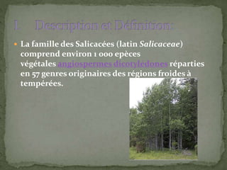  La famille des Salicacées (latin Salicaceae)
comprend environ 1 000 epèces
végétales angiospermes dicotylédones réparties
en 57 genres originaires des régions froides à
tempérées.
 