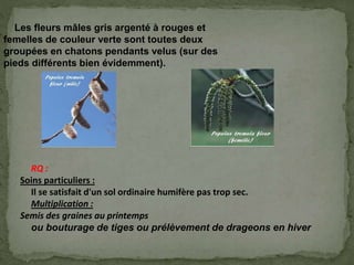 Les fleurs mâles gris argenté à rouges et
femelles de couleur verte sont toutes deux
groupées en chatons pendants velus (sur des
pieds différents bien évidemment).
RQ :
Soins particuliers :
Il se satisfait d'un sol ordinaire humifère pas trop sec.
Multiplication :
Semis des graines au printemps
ou bouturage de tiges ou prélèvement de drageons en hiver.
 