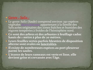  Genre : Salix :
 Le genre Salix (Saule) comprend environ 350 espèces
végétales dicotylédones appartenant à la famille des
Salicacées originaires des zones fraîches et humides des
régions tempérées à froides de l'hémisphère nord.
 Ce sont des arbres et des arbustes à feuillage caduc
hauts de 1 mètre à plus de 20 mètres.
 Leurs feuilles vertes parfois bleutées de disposition
alterne sont ovales ou lancéolées.
 Il existe de nombreuses espèces au port pleureur
parmi les saules.
 L'écorce de leurs rameaux est verte et lisse, elle
devient grise et crevassée avec l'âge.
 