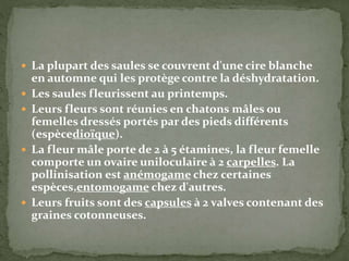 La plupart des saules se couvrent d'une cire blanche
en automne qui les protège contre la déshydratation.
 Les saules fleurissent au printemps.
 Leurs fleurs sont réunies en chatons mâles ou
femelles dressés portés par des pieds différents
(espècedioïque).
 La fleur mâle porte de 2 à 5 étamines, la fleur femelle
comporte un ovaire uniloculaire à 2 carpelles. La
pollinisation est anémogame chez certaines
espèces,entomogame chez d'autres.
 Leurs fruits sont des capsules à 2 valves contenant des
graines cotonneuses.
 
