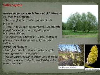 Salix caprea
Hauteur moyenne du saule Marsault: 8 à 10 mètres
Description de l’espèce:
•Floraison: fleurs en chatons, jaunes et très
précoces
•Rameaux bourgeons: jeunes rameaux pubescents
puis glabres, verdâtre ou rougeâtre, gros
bourgeons olivâtre
•Feuilles: feuilles alternes, (4-10 cm), elliptiques,
glauque, tomenteuse dessous, et à nervures
saillantes
Biologie de l’espèce:
•Sols:affectionne les milieux enrichis en azote
•Eau:apprécie les sols humides
•Origine: commune dans presque toute la France
•Intérêt de l’espèce:arbuste caractéristique des
milieux humides
 