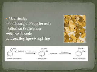  Médicinales
–Populusnigra: Peuplier noir
–Salixalba: Saule blanc
écorce de saule
acide salicyliqueaspirine
 