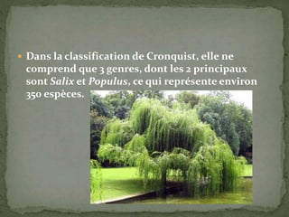  Dans la classification de Cronquist, elle ne
comprend que 3 genres, dont les 2 principaux
sont Salix et Populus, ce qui représente environ
350 espèces.
 