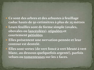  Ce sont des arbres et des arbustes à feuillage
caduc hauts de 50 cetimètres à plus de 25 mètres
 Leurs feuilles sont de forme simple (ovales,
obovales ou lancéolées), stipulées et
courtement pétiolées
 Elles présentent une nervation pennée et leur
contour est dentelé.
 Elles sont vertes (de vert foncé à vert bleuté à vert
blanc, au dessous quelquefois argenté), parfois
velues ou tomenteuses sur les 2 faces.
 