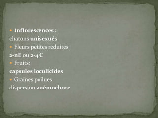  Inflorescences :
chatons unisexués
 Fleurs petites réduites
2-nE ou 2-4 C
 Fruits:
capsules loculicides
 Graines poilues
dispersion anémochore
 