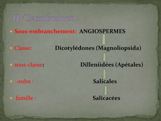  Sous-embranchement: ANGIOSPERMES
 Classe: Dicotylédones (Magnoliopsida)
 sous-classe: Dilleniidées (Apétales)
 ordre : Salicales
 famille : Salicacées
 