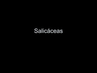 Salicáceas
 