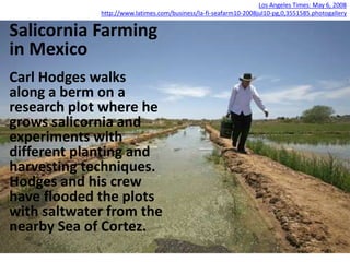 Los Angeles Times: May 6, 2008
http://www.latimes.com/business/la-fi-seafarm10-2008jul10-pg,0,3551585.photogallery
Salicornia Farming
in Mexico
Carl Hodges walks
along a berm on a
research plot where he
grows salicornia and
experiments with
different planting and
harvesting techniques.
Hodges and his crew
have flooded the plots
with saltwater from the
nearby Sea of Cortez.
 
