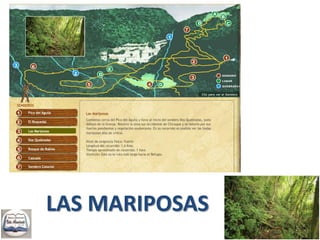 Llevar un impermeable liviano,