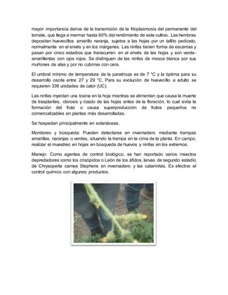 mayor importancia deriva de la transmisión de la fitoplasmosis del permanente del 
tomate, que llega a mermar hasta 60% del rendimiento de este cultivo. Las hembras 
depositan huevecillos amarillo naranja, sujetos a las hojas por un tallito pedicelo, 
normalmente en el envés y en los márgenes. Las ninfas tienen forma de escamas y 
pasan por cinco estadios que transcurren en el envés de las hojas y son verde-amarillentas 
con ojos rojos. Se distinguen de las ninfas de mosca blanca por sus 
muñones de alas y por no cubrirse con cera. 
El umbral mínimo de temperatura de la paratrioza es de 7 °C y la óptima para su 
desarrollo oscila entre 27 y 29 °C. Para su evolución de huevecillo a adulto se 
requieren 336 unidades de calor (UC). 
Las ninfas inyectan una toxina en la hoja mientras se alimentan que causa la muerte 
de trasplantes, clorosis y rizado de las hojas antes de la floración, lo cual evita la 
formación del fruto o causa superproducción de frutos pequeños no 
comercializables en plantas más desarrolladas. 
Se hospedan principalmente en solanáceas. 
Monitoreo y búsqueda: Pueden detectarse en invernadero mediante trampas 
amarillas, naranjas o verdes, situando la trampa en la cima de la planta. En campo, 
realizar el muestreo en hojas en búsqueda de huevos y ninfas en los extremos. 
Manejo: Como agentes de control biológico, se han reportado varios insectos 
depredadores como los crisópidos o León de los áfidos, larvas de segundo estadío 
de Chrysoperla carnea Stephens en invernadero y las catarinitas. Es efectivo el 
control químico con algunos productos. 
 