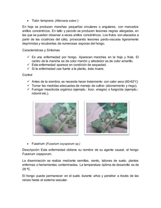  Tizón temprano (Alternaria solani ) 
En hoja se producen manchas pequeñas circulares o angulares, con marcados 
anillos concéntricos. En tallo y peciolo se producen lesiones negras alargadas, en 
las que se pueden observar a veces anillos concéntricos. Los frutos son atacados a 
partir de las cicatrices del cáliz, provocando lesiones pardo-oscuras ligeramente 
deprimidas y recubiertas de numerosas esporas del hongo. 
Características y Síntomas 
 Es una enfermedad por hongo. Aparecen manchas en la hoja y fruta. El 
centro de la mancha es de color marrón y alrededor es de color amarillo. 
 Esta enfermedad aparece en condición de sequedad. 
 Si la enfermedad cae fuerte a la planta, ésta muere. 
Control 
 Antes de la siembra, se necesita hacer tratamiento con calor seco (60-62℃) 
 Tomar las medidas adecuadas de manejo de cultivo (abonamiento y riego). 
 Fumigar insecticida orgánico (ejemplo.: licor, vinagre) o fungicida (ejemplo.: 
ridomil etc.). 
 Fusarium (Fusarium oxysporum sp.) 
Descripción: Esta enfermedad obtiene su nombre de su agente causal, el hongo 
Fusarium oxysporum. 
La diseminación se realiza mediante semillas, viento, labores de suelo, plantas 
enfermas o herramientas contaminadas. La temperatura óptima de desarrollo es de 
28 ºC. 
El hongo puede permanecer en el suelo durante años y penetrar a través de las 
raíces hasta el sistema vascular. 
 