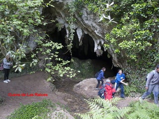 Cueva de Las Raíces