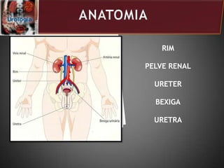 RIM
PELVE RENAL
URETER
BEXIGA
URETRA
 
