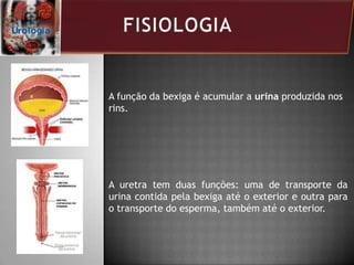 A uretra tem duas funções: uma de transporte da
urina contida pela bexiga até o exterior e outra para
o transporte do esperma, também até o exterior.
A função da bexiga é acumular a urina produzida nos
rins.
 