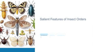 Comprehensive Overview of Insect Orders: Morphology, Biology, and ...