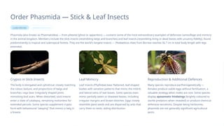 Phasmida Examples Comprehensive Overview of Insect Orders: Morphology, Biology, and ...