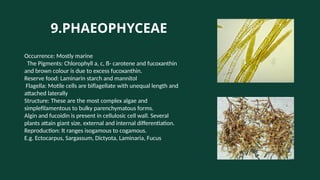 Bulky Form SALIENT FEATURES OF ALGAE AND FRITSCH CLASSIFICATION.pptx