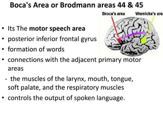 Boca's Area or Brodmann areas 44 & 45
• Its The motor speech area
• posterior inferior frontal gyrus
• formation of words
• connections with the adjacent primary motor
areas
- the muscles of the larynx, mouth, tongue,
soft palate, and the respiratory muscles
• controls the output of spoken language.
 