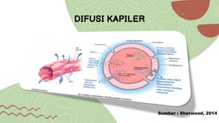 Salin-Pembuluh darah dan mikrosirkulasi andhira (4) [Repaired].pptx