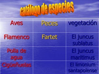 Aves Peces vegetación
Flamenco Fartet El juncus
sublatus
Polla de
agua
El juncus
maritimus
Cigüeñuelas El limonium
santapolense
 
