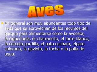 • En general son muy abundantes todo tipo de
aves que se aprovechan de los recursos del
parque para alimentarse como la avoceta,
la cigüeñuela, el charrancito, el tarro blanco,
la cerceta pardilla, el pato cuchara, elpato
colorado, la gaviota, la focha o la polla de
agua.
 