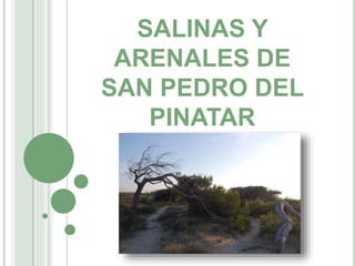 SALINAS Y
ARENALES DE
SAN PEDRO DEL
PINATAR
 