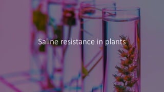 Saline resistance in plants
 