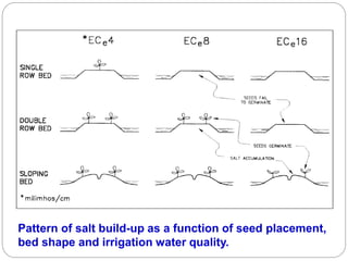 Pattern of salt build-up as a function of seed placement,
bed shape and irrigation water quality.
 