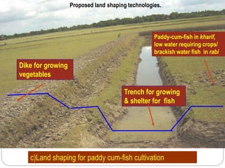 Dike for growing
vegetables
Trench for growing
& shelter for fish
Paddy-cum-fish in kharif,
low water requiring crops/
brackish water fish in rabi
c)Land shaping for paddy cum-fish cultivation
Proposed land shaping technologies.
 
