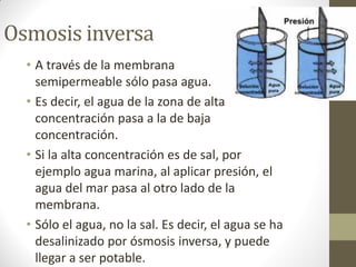 Osmosis inversa
  • A través de la membrana
    semipermeable sólo pasa agua.
  • Es decir, el agua de la zona de alta
    concentración pasa a la de baja
    concentración.
  • Si la alta concentración es de sal, por
    ejemplo agua marina, al aplicar presión, el
    agua del mar pasa al otro lado de la
    membrana.
  • Sólo el agua, no la sal. Es decir, el agua se ha
    desalinizado por ósmosis inversa, y puede
    llegar a ser potable.
 
