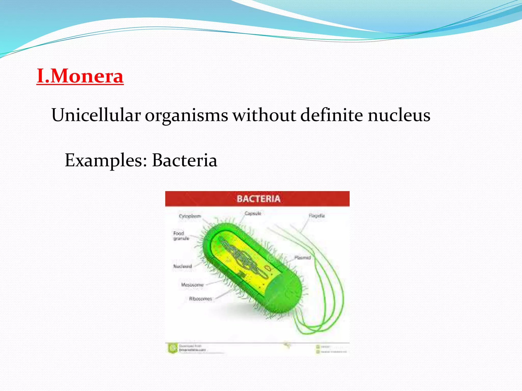 I.Monera 
Unicellular organisms without definite nucleus 
Examples: Bacteria 
 