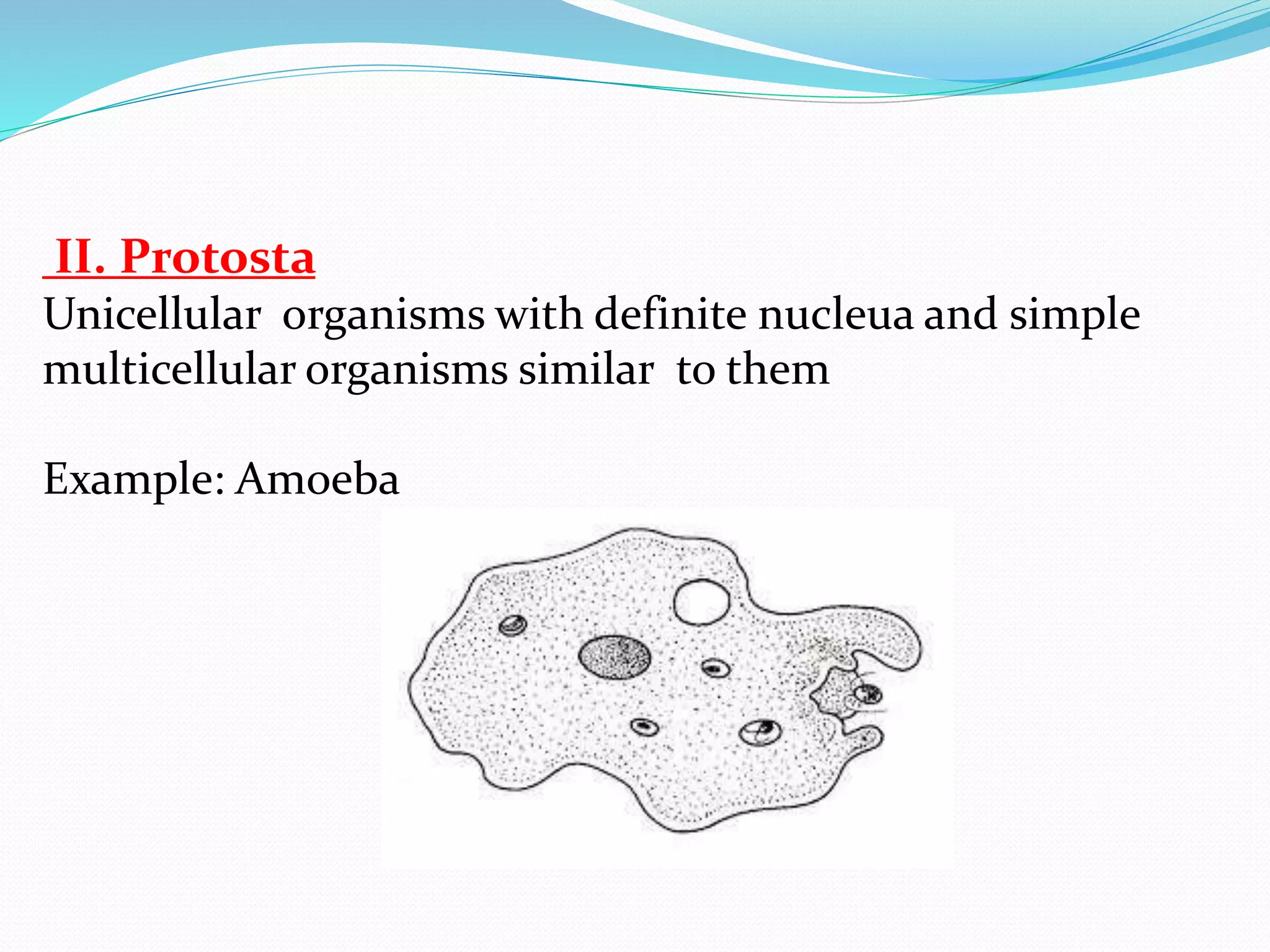 II. Protosta 
Unicellular organisms with definite nucleua and simple 
multicellular organisms similar to them 
Example: Amoeba 
 