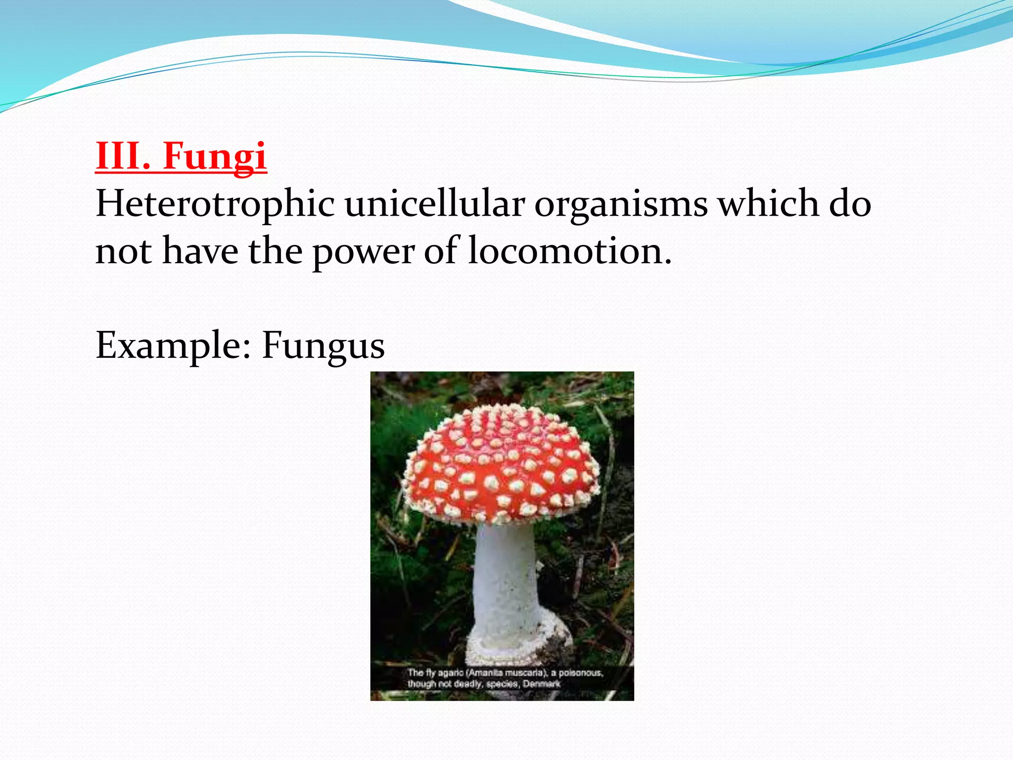 III. Fungi 
Heterotrophic unicellular organisms which do 
not have the power of locomotion. 
Example: Fungus 
 