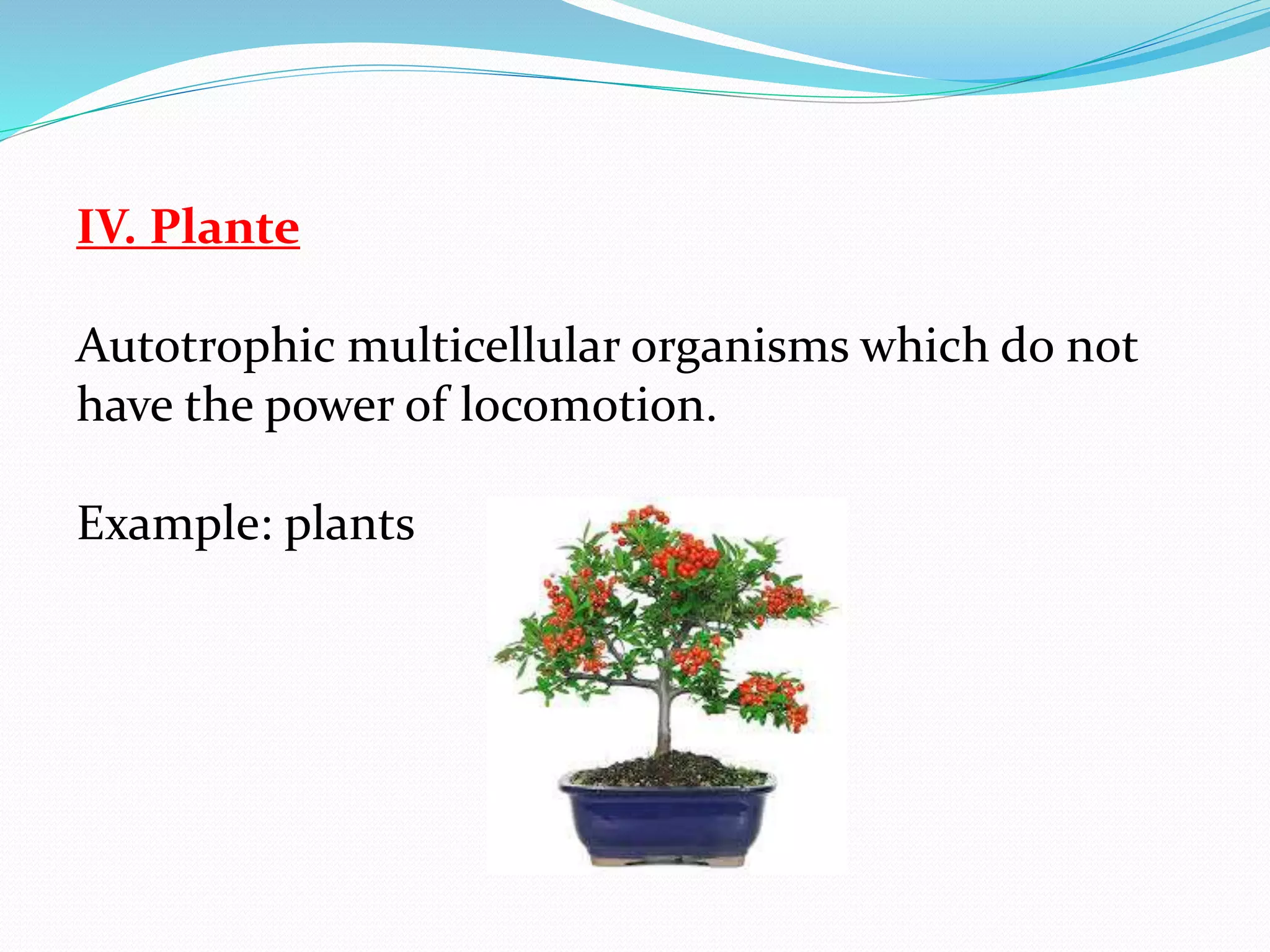 IV. Plante 
Autotrophic multicellular organisms which do not 
have the power of locomotion. 
Example: plants 
 