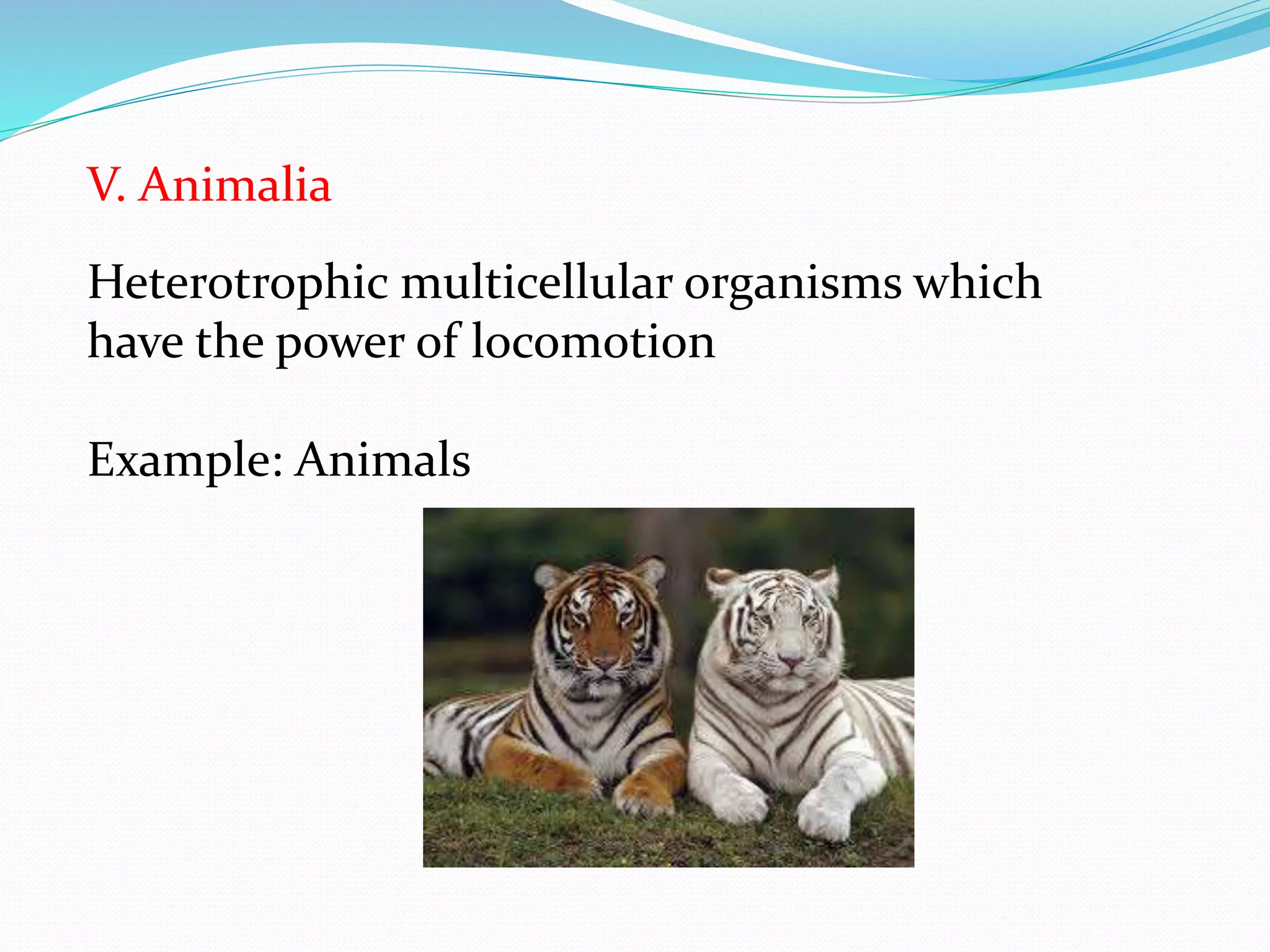 V. Animalia 
Heterotrophic multicellular organisms which 
have the power of locomotion 
Example: Animals 
 
