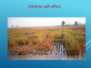 10
Adverse salt affect
 