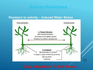 15
Salinity Resistance
Resistant to salinity – Induced Water Stress
Crop Adaptation To Salt Stress
 