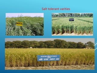 19
Salt tolerant varities
 