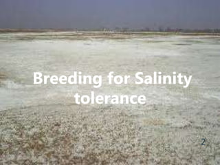 2
Breeding for Salinity
tolerance
 