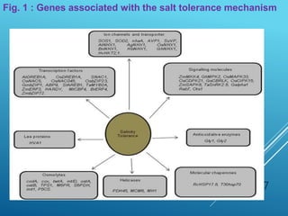 27
Fig. 1 : Genes associated with the salt tolerance mechanism
 