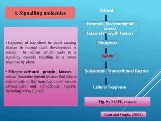 33
5. Signalling molecules
• Exposure of any stress to plants causing
change in normal plant development is
sensed by sensor which leads to a
signaling cascade resulting in a stress
response by plant.
• Mitogen-activated protein kinases -
serine/ threonine protein kinases that play a
central role in the transduction of various
extracellular and intracellular signals,
including stress signals.
Kaur and Gupta, (2005)
Fig. 9 : MAPK cascade
Stimuli
External ( Environmental
stress)
Internal (Growth Factor)
Receptors
MAPK
Substrates : Transcritional Factors
Cellular Response
 